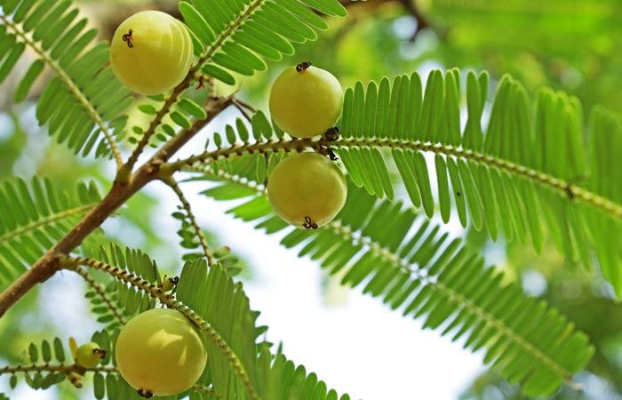 Amla-Oil-For-Hair-Loss