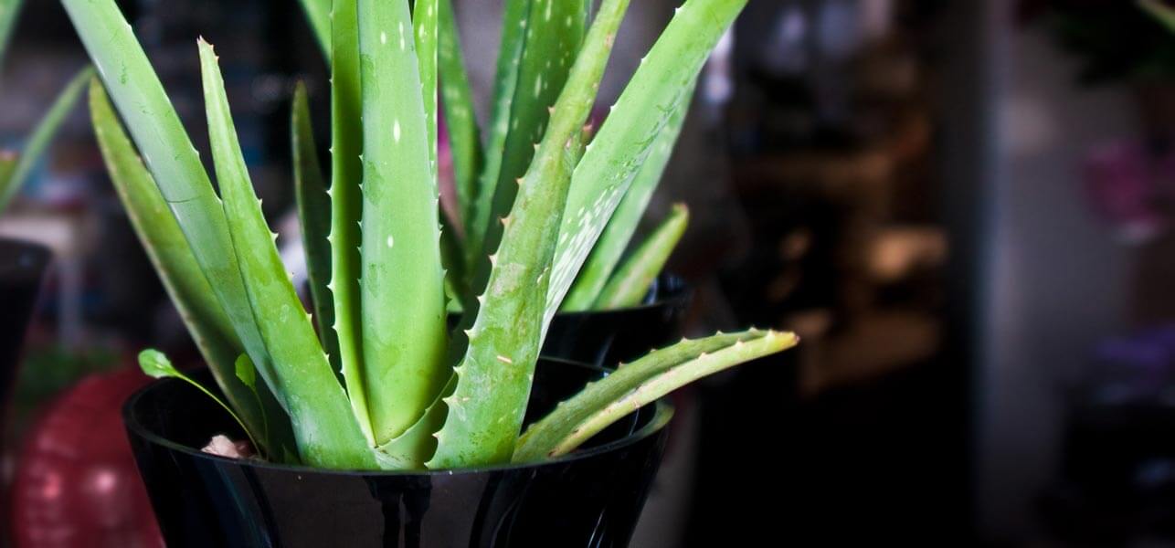 How To Use Aloe Vera For Hair Growth  10 Amazing Ways