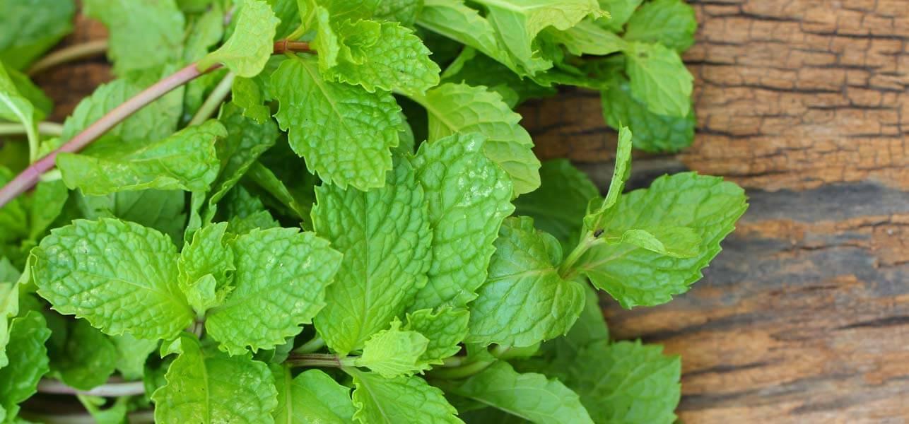 Image result for mint leaves pic