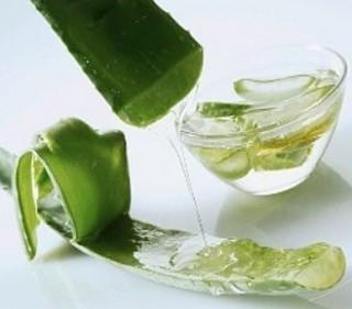 Aloe-vera-3