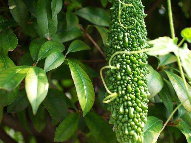 Bitter gourd for boils