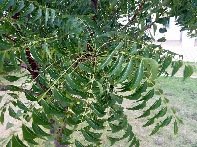Neem leaves paste to cure boils