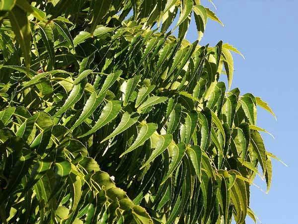 Neem leaves benefits for hair