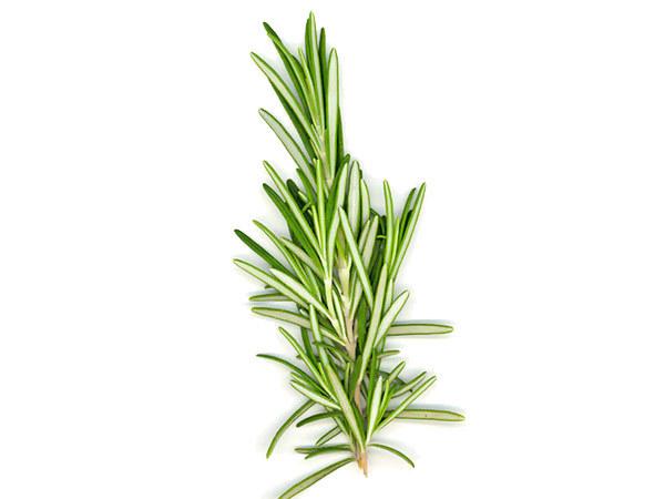 Rosemary benefits for hair