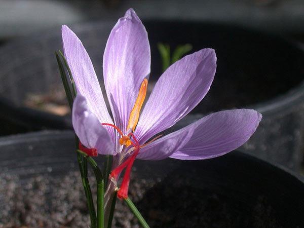 Homemade Saffron Face Packs Homemade Saffron Face Packs