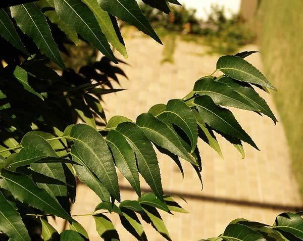 neem leaves benefits for hair neem leaves benefits for hair