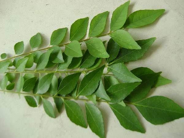 Curry leaves herbal hair care