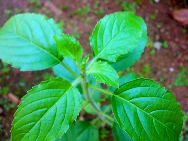 tulsi leaves for pimples