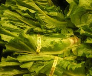 Green leafy vegetables Green leafy vegetables