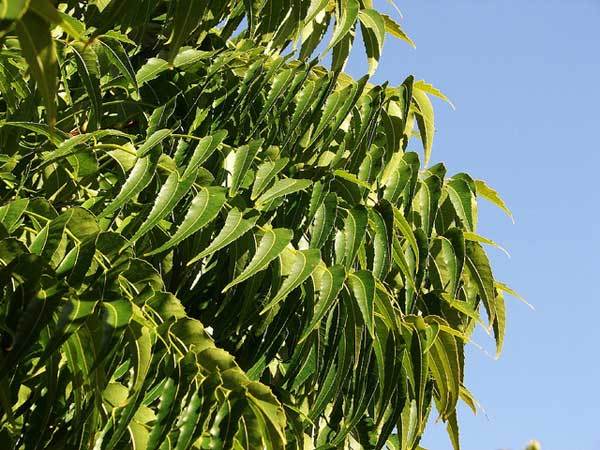 neem leaves benefits for skin