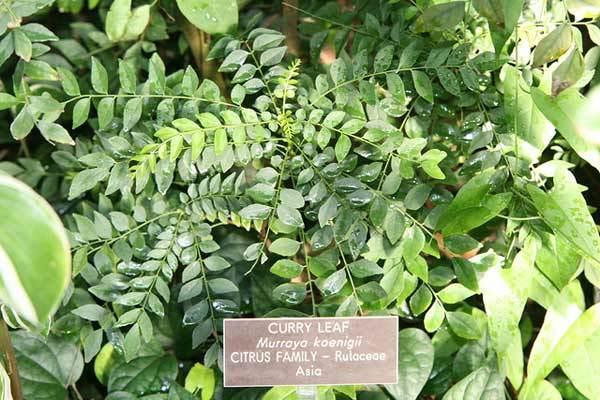 curry leaf