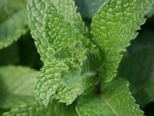 mint leaves cure pimples