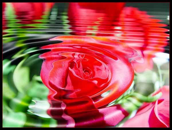 rose water benefits for face