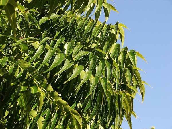 neem leaves for pimples