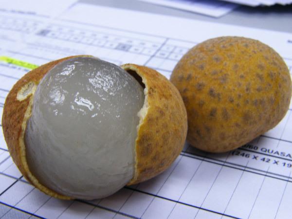 benefits of longan fruit benefits of longan fruit