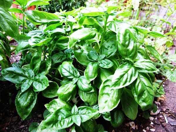 benefits of tulsi benefits of tulsi