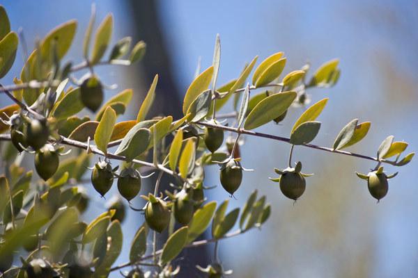 benefits of jojoba oil for skin and hair benefits of jojoba oil for skin and hair