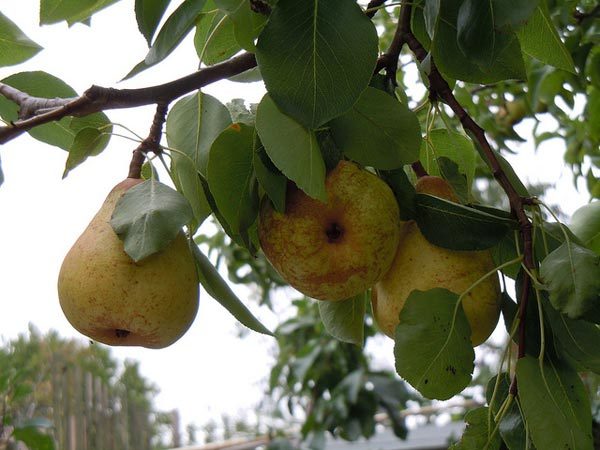 Amazing Health Benefits Of Pears