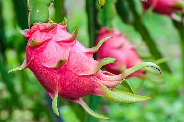 is dragon fruit good for you tropical fruit is dragon fruit good for you tropical fruit