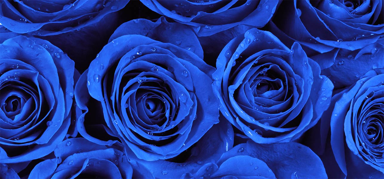 Top 10 Most Beautiful Blue Roses