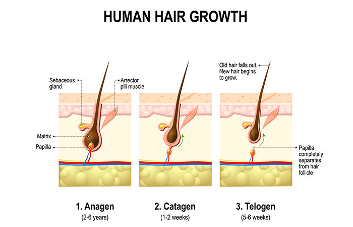 2.-Hair-Growth-â€“-The-Stages