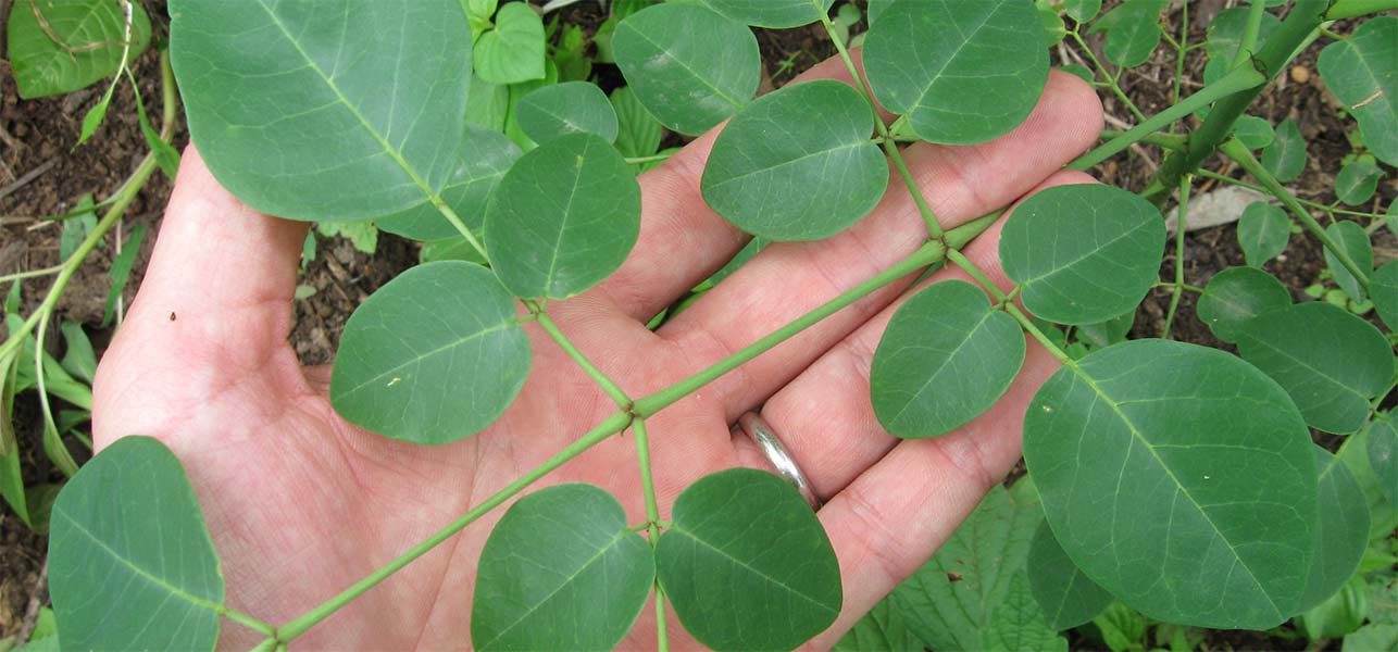 What are the medicinal benefits of moringa?