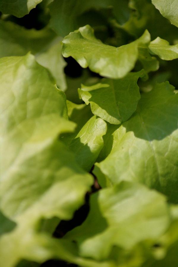 benefits of lettuce for skin benefits of lettuce for skin