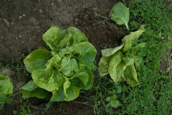 lettuce good for skin lettuce good for skin