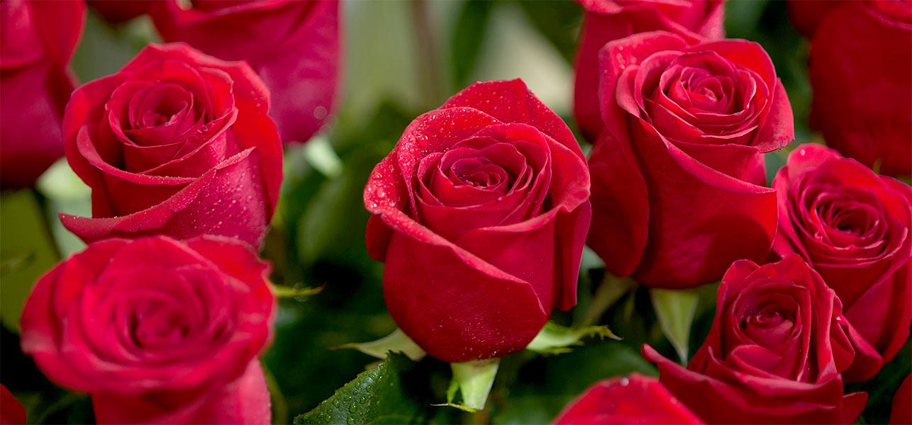 Top 25 Most Beautiful Red Roses