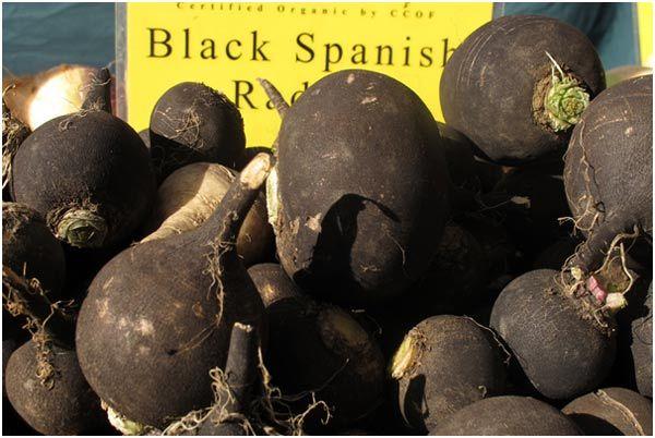 benefits of black radish benefits of black radish