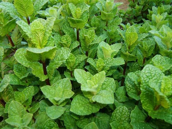benefits of mint leaves for skin benefits of mint leaves for skin