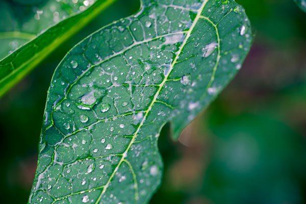 papaya leaf for skin papaya leaf for skin
