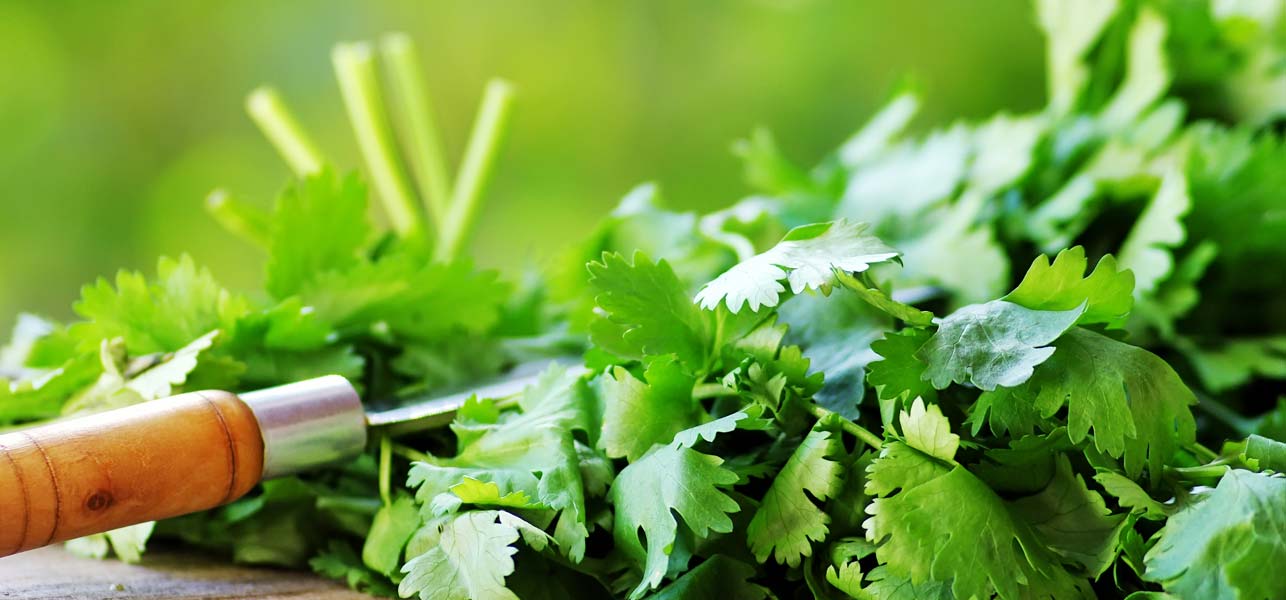 Coriander Leaves Juice For Weight Loss