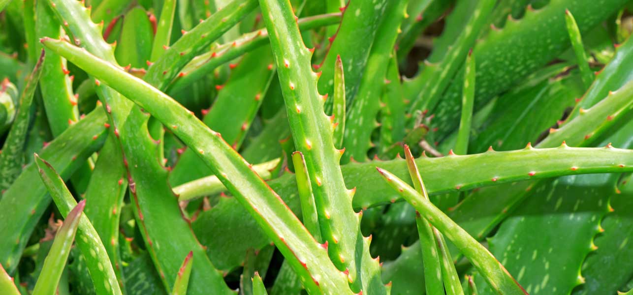 All You Need To Know About Aloe Vera For Weight Loss