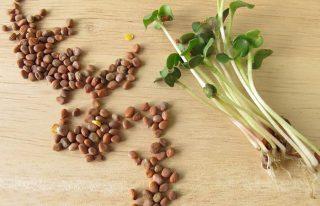 White Spots On Skin - Radish Seeds For Vitiligo 13.-Radish-Seeds-For-Vitiligo