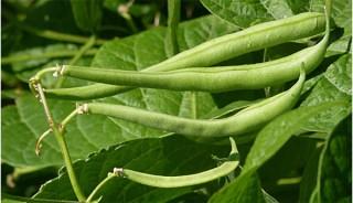 Vegetables For Hair Growth - French Beans French Beans