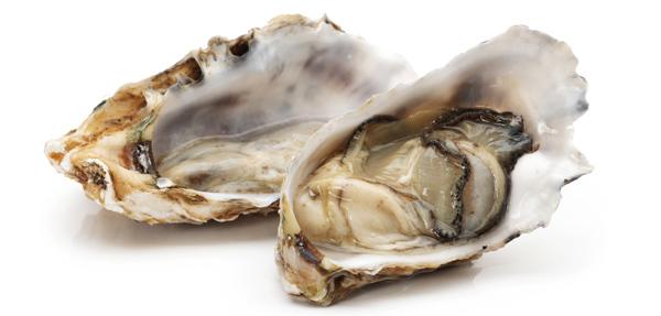 Oysters.jpg