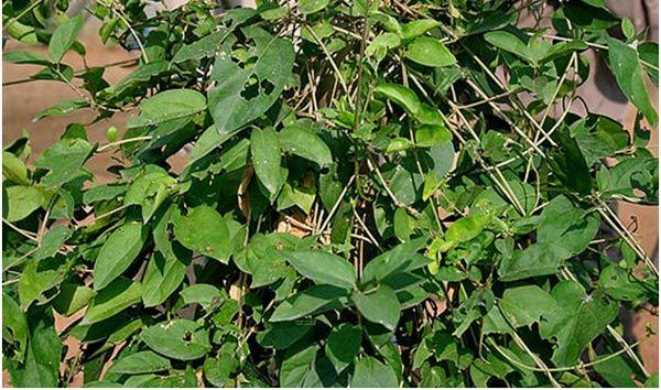 Gymnema Sylvestre