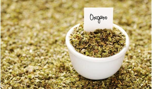 Oregano