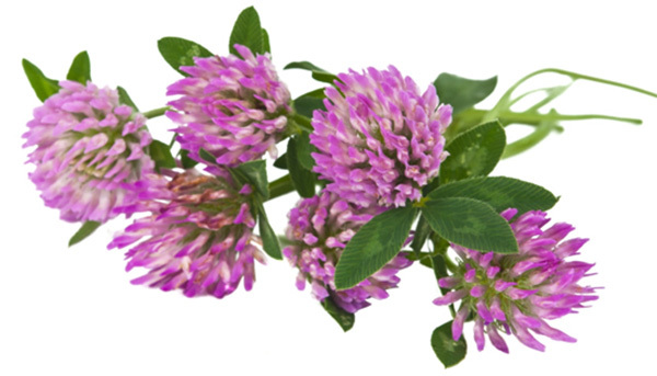 Health Benefits Of Red Clover