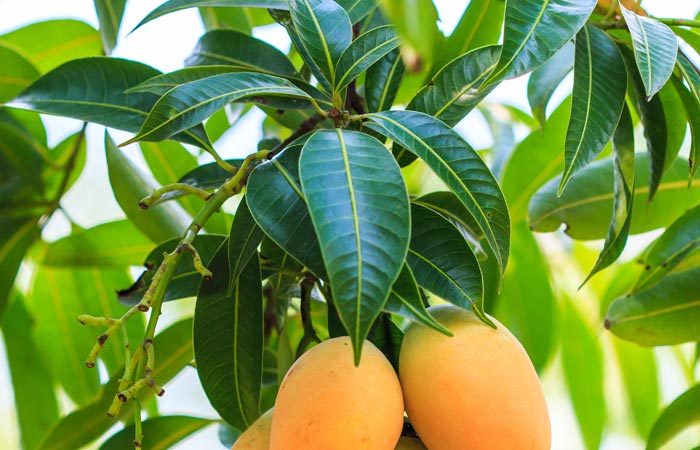 Image result for mango leaves