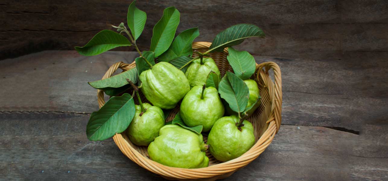 ผลการค้นหารูปภาพสำหรับ guava leave juice