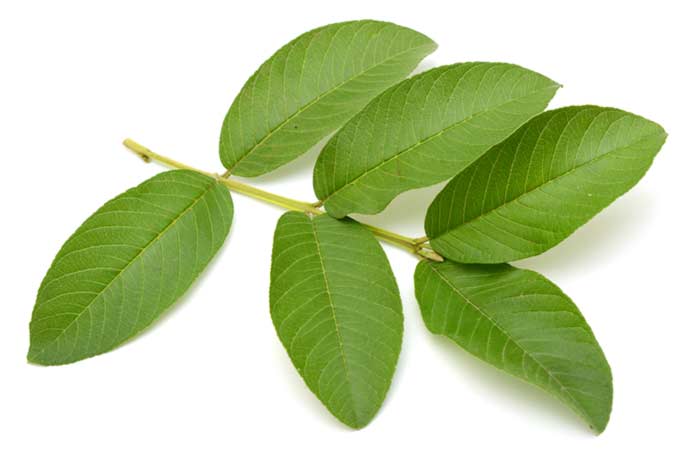 How-To-Use-Guava-Leaves-For-Hair