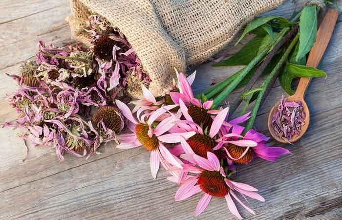 12. Echinacea
