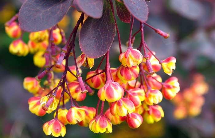 8. Berberine Supplements