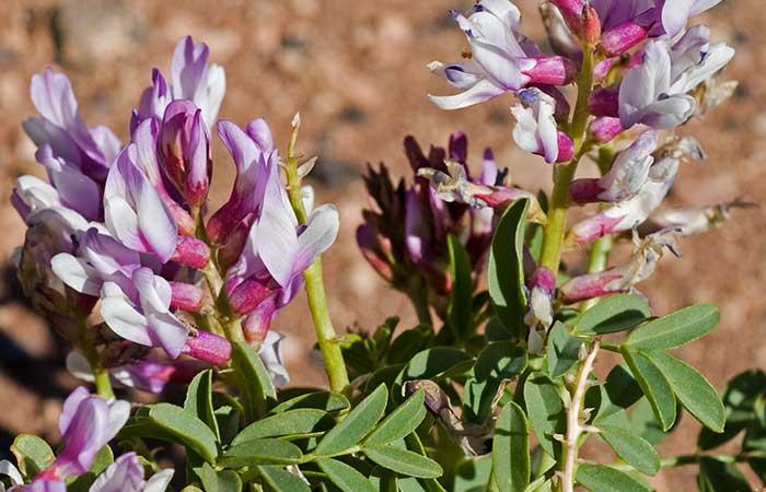 9. Astragalus