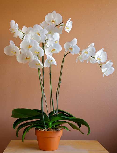 Sansevieria trifasciata