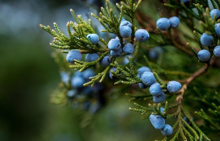 5. Juniper Branches