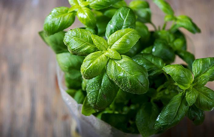 Basil
