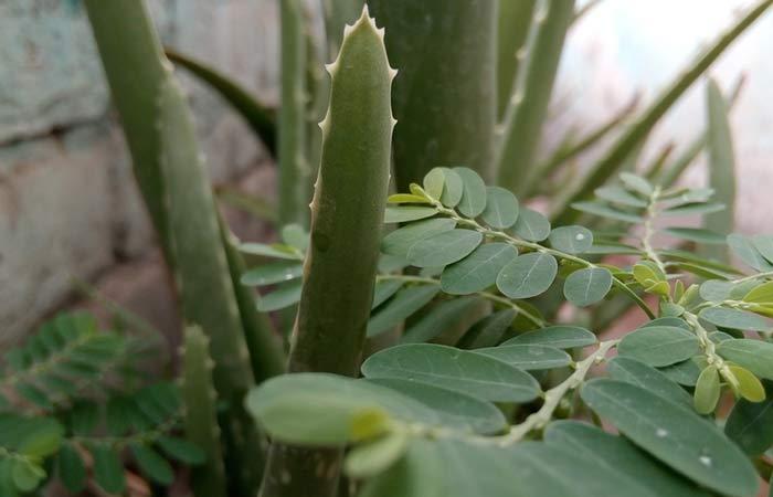 Home-Remedies-for-Cataracts-in-Hindi,